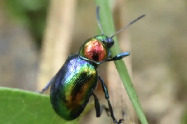 夏虫是什么意思