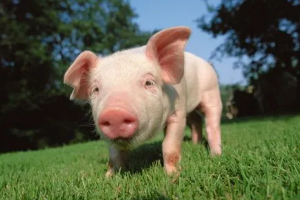 属猴的最怕的三个生肖