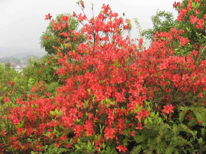 山丹丹开花红艳艳的歌词是啥？