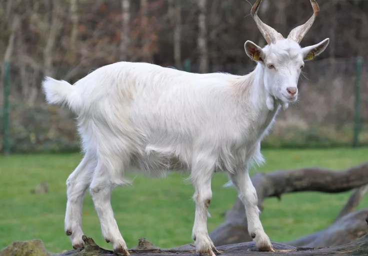 2024属牛的要躲着谁