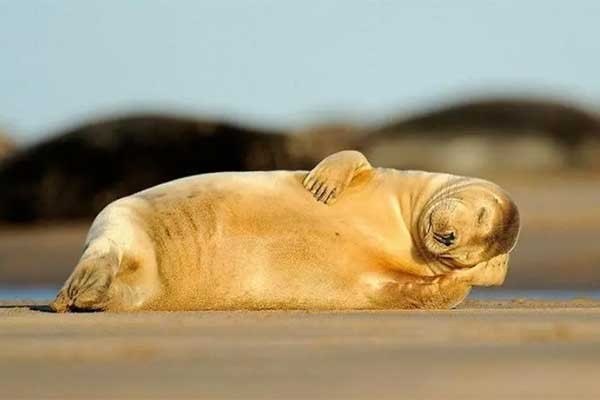 销魂意思是什么