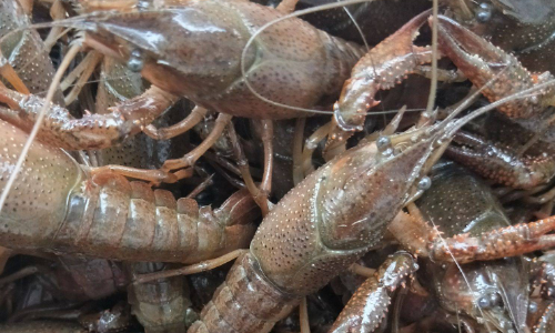 喇蛄和小龙虾的区别