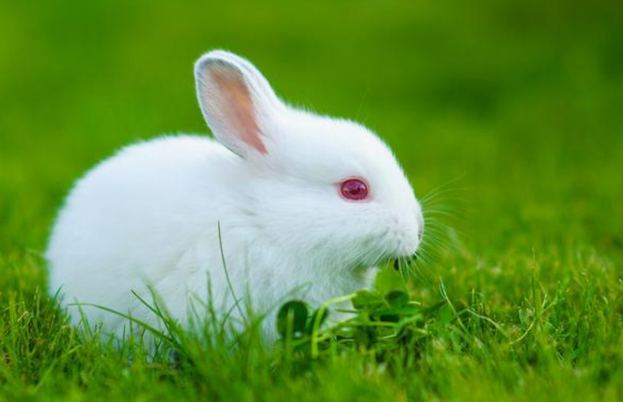 锦绣前程是指什么生肖