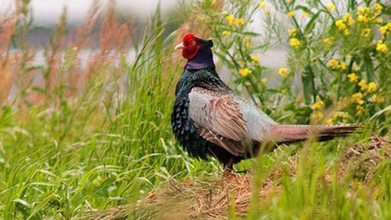 日本的国鸟是什么动物？