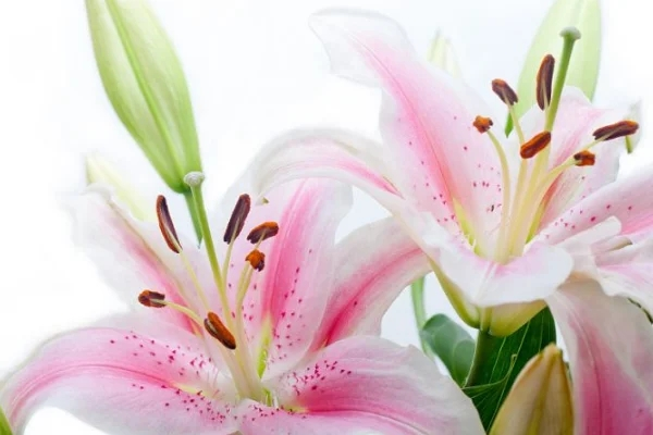 冰心最著名的10首诗是哪些?