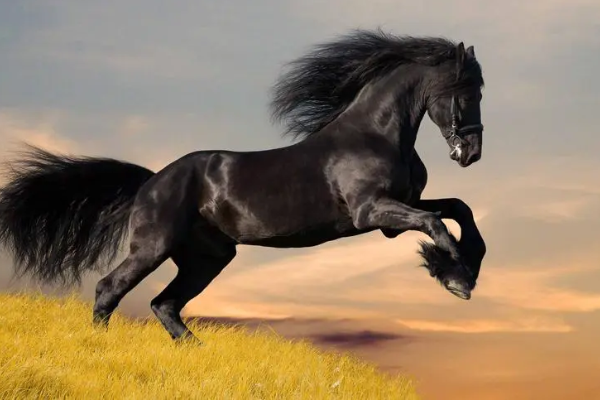 骐的寓意和象征