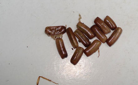 蟑螂卵是什么样子的?？