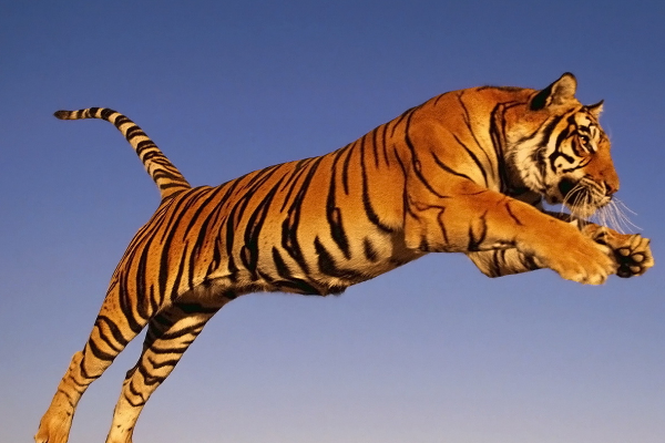 属猴的最怕的三个生肖