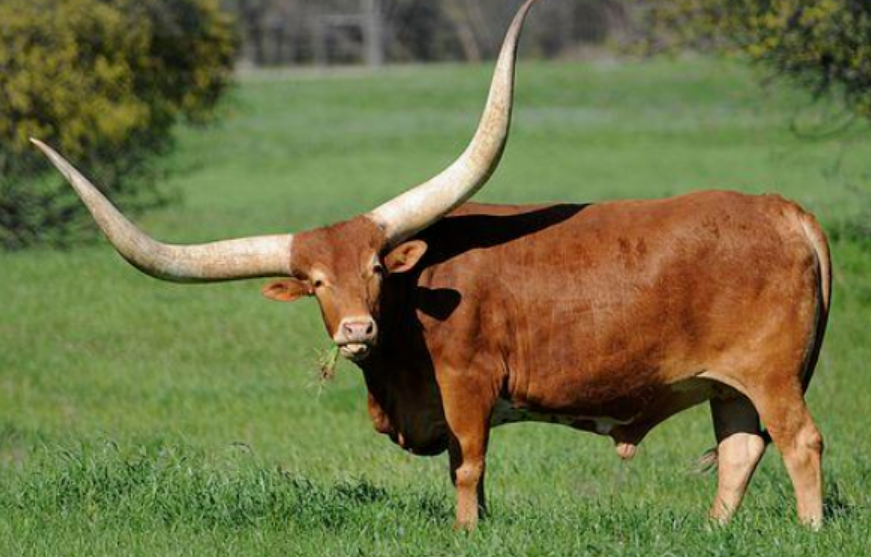 锦绣前程是指什么生肖