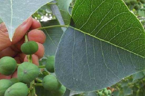 木子是什么意思