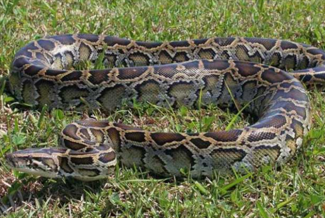 粗壮肉蟒在内径中横冲直撞的原因