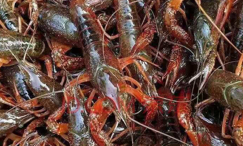 喇蛄和小龙虾的区别