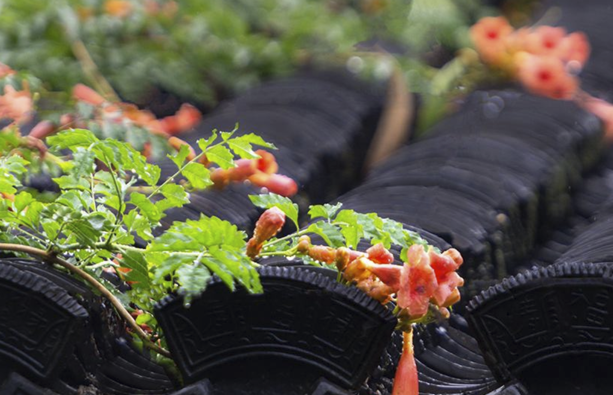 用雨前、雨中、雨后的情景，写一段话来描写＂雨景＂。
