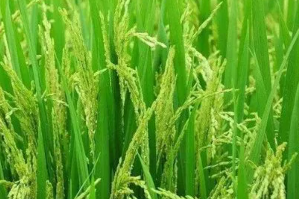 袁隆平的颁奖词100字怎么写