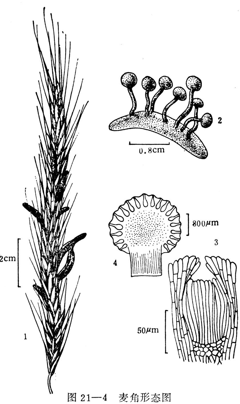 麦角有哪些特征？