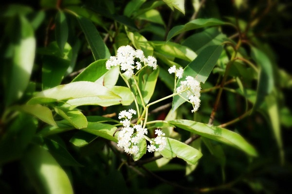 木子是什么意思