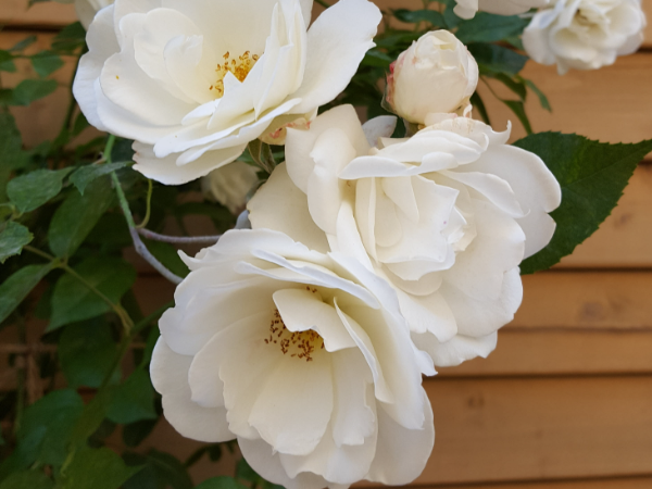 白玫瑰为啥不能随便送人