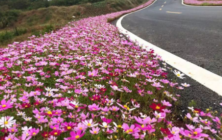 一路生花是什么意思？