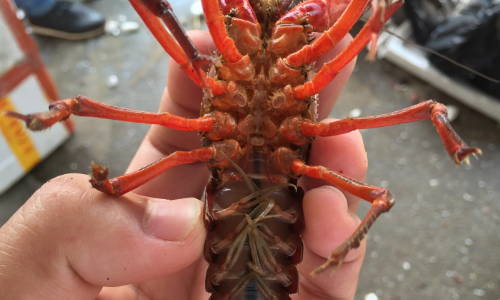 喇蛄和小龙虾的区别