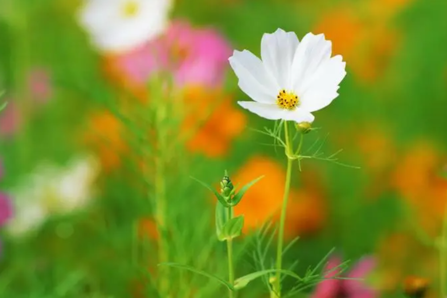 盛放的意思是什么