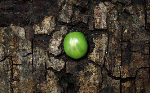 芥子纳须弥是什么意思