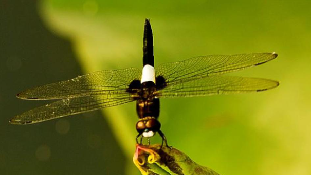 小荷才露尖尖角早有蜻蜓立上头整首诗是什么