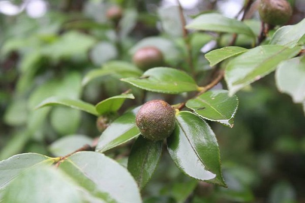 木子是什么意思