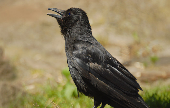 鸹貔是什么意思