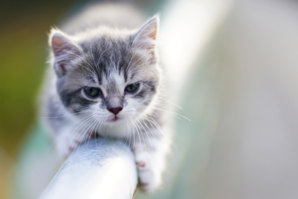 模样是什么意思？