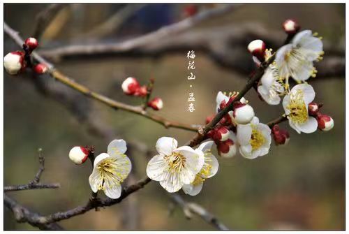 孟春是什么意思