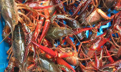 喇蛄和小龙虾的区别