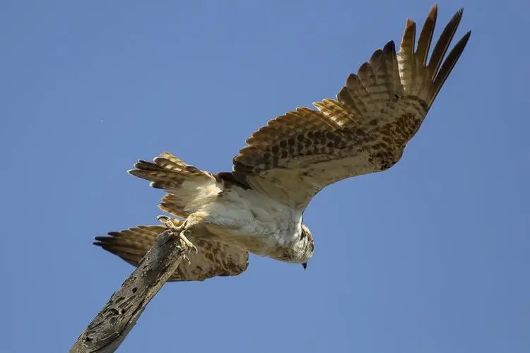 千呼万唤始出来的意思