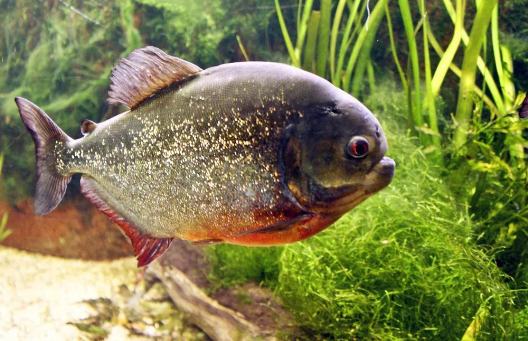 piranha是什么意思