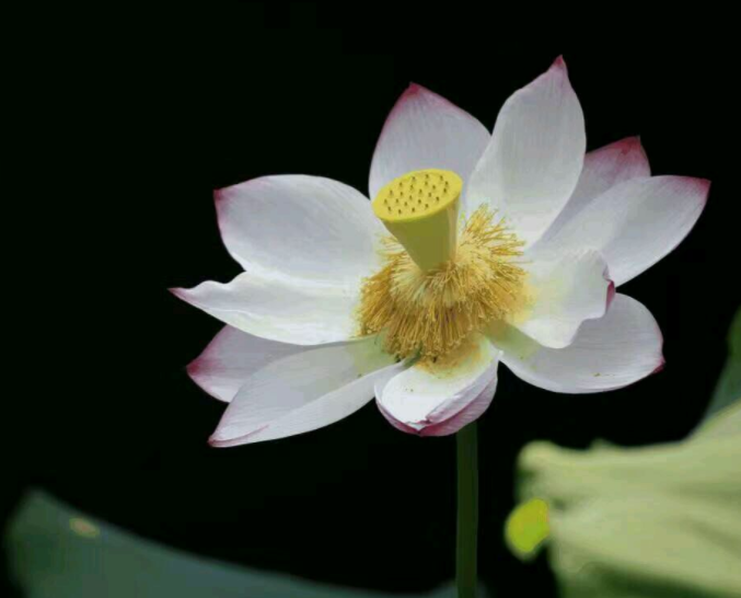 宅心仁厚的意思