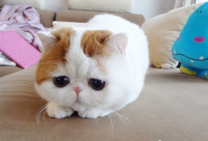 天然呆是什么意思？