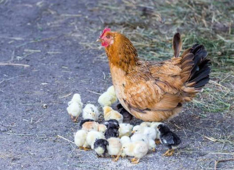 日出东方照大地打一个生肖