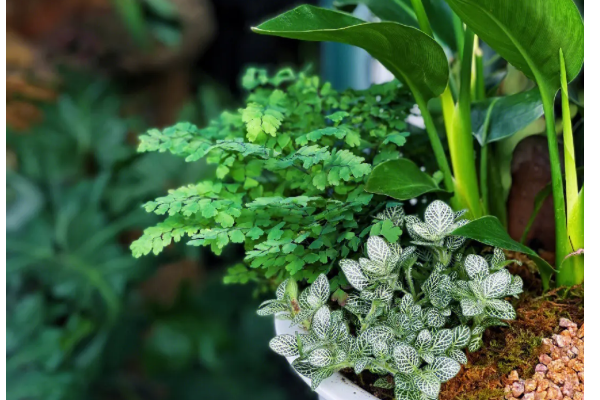 有哪些关于植物的现代诗?