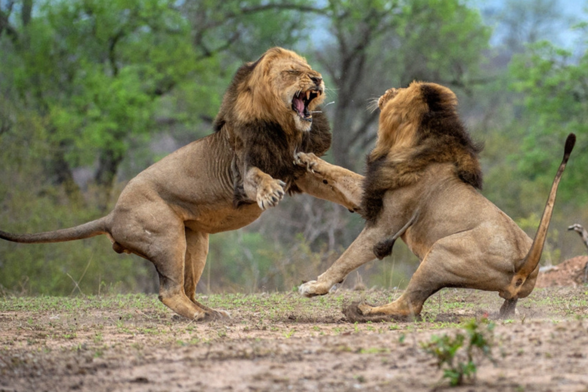 大打出手的解释