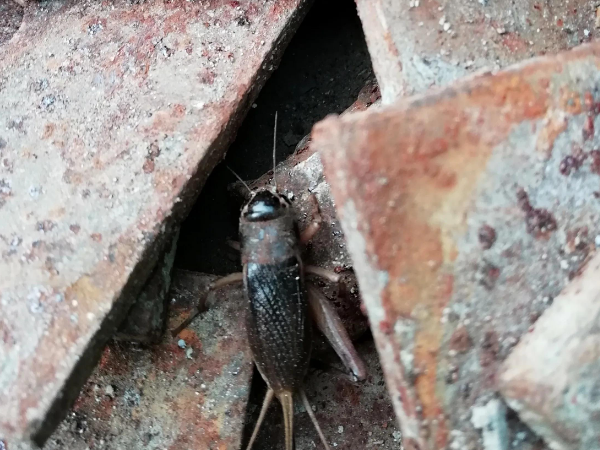 请问蟋蟀发出的声音是什么声音啊？