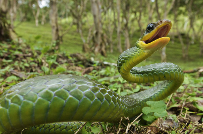 粗壮肉蟒在内径中横冲直撞的原因
