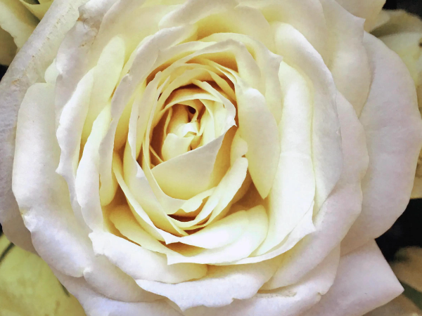 白玫瑰为啥不能随便送人