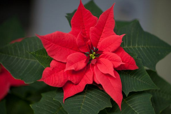 排名第一镇宅花