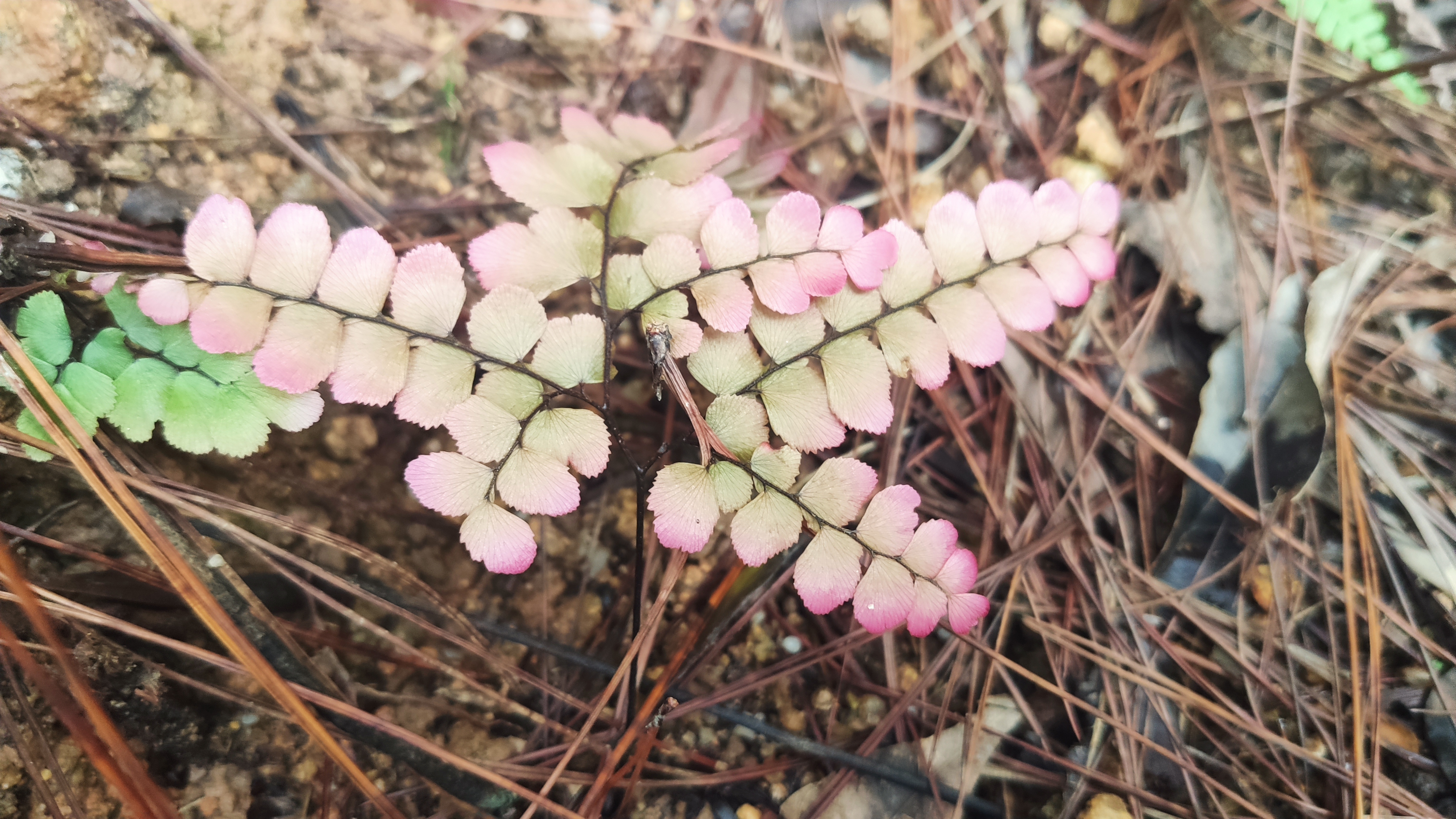 鉴别和辨别的区别