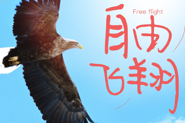 自由的飞翔歌曲原唱