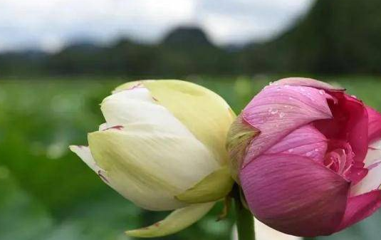 花开并蒂是成语吗