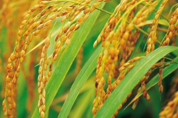 袁隆平的颁奖词100字怎么写