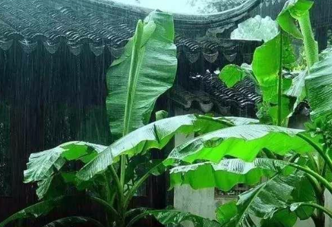 雨打芭蕉闲听雨全诗是什么？