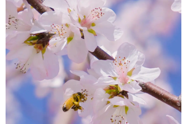 有哪些关于植物的现代诗?