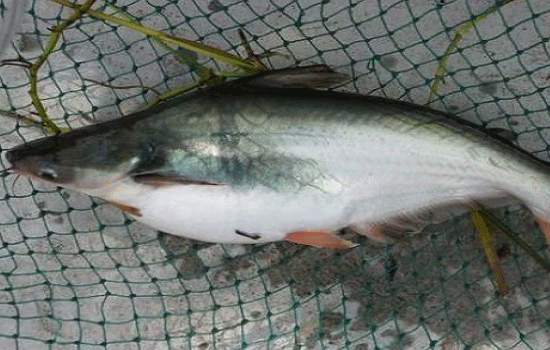 凌波鱼刺多吗？