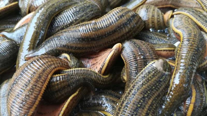 蚂蝗吃什么食物